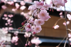 しだれ桜