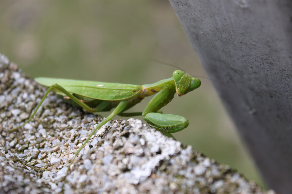 カマキリ！