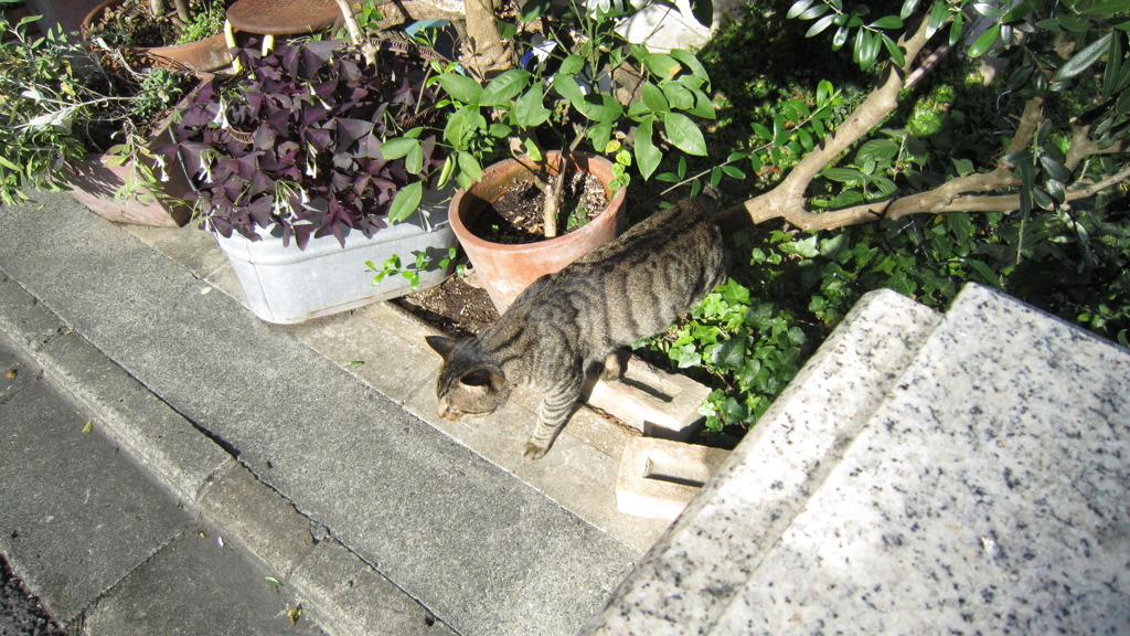 お猫様