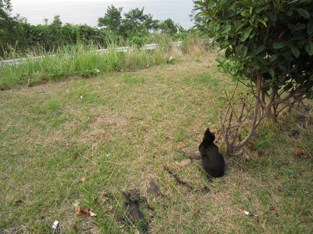 ねこ