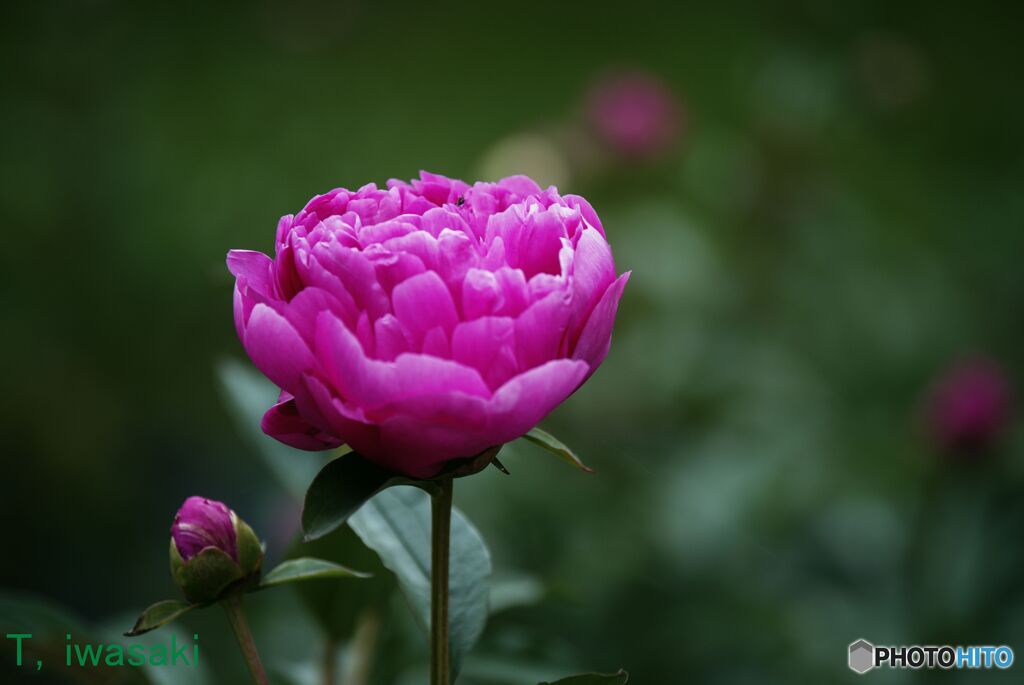 立てば芍薬