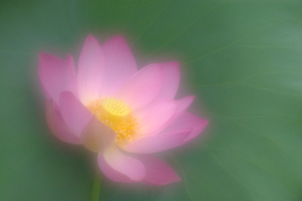 淡く
