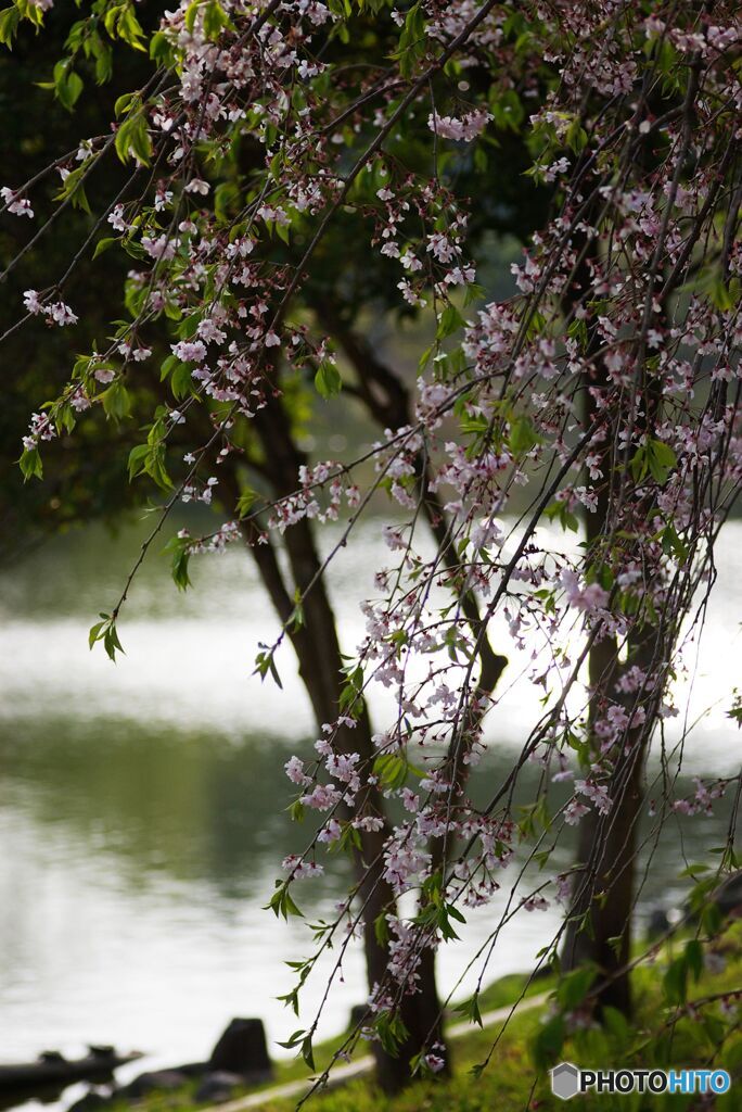 花を撮っていた頃８