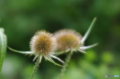 花を撮っていた頃17