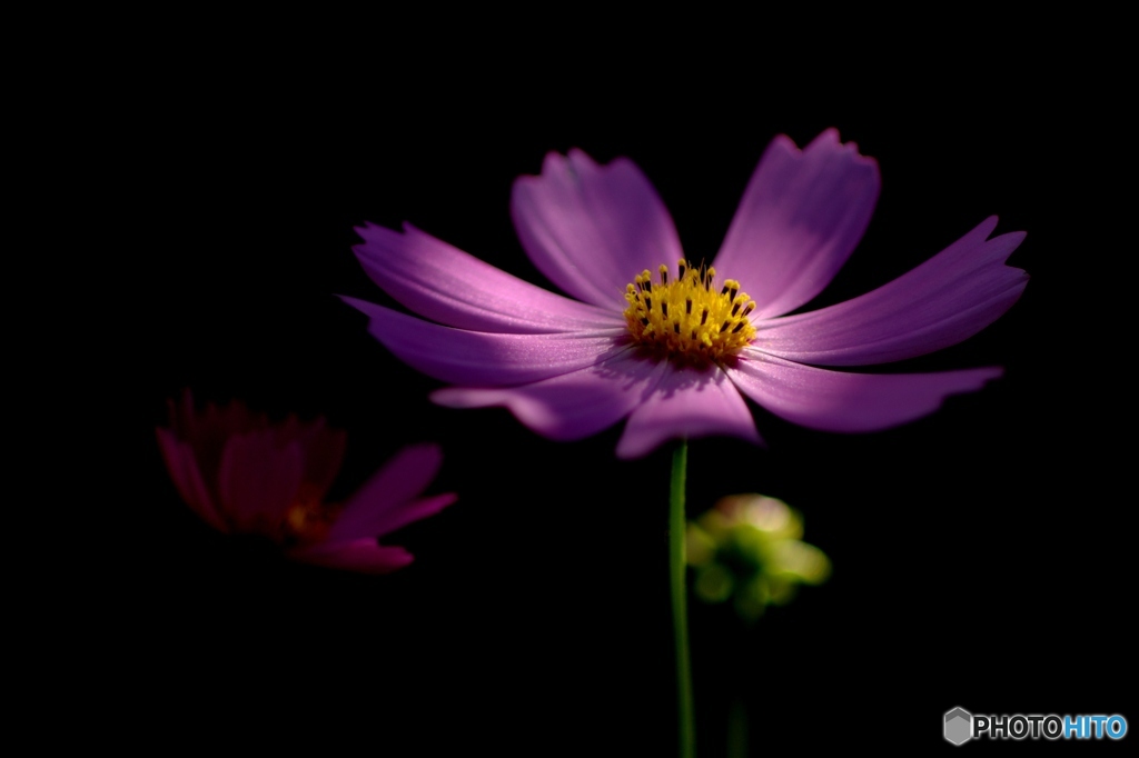 花を撮っていた頃20