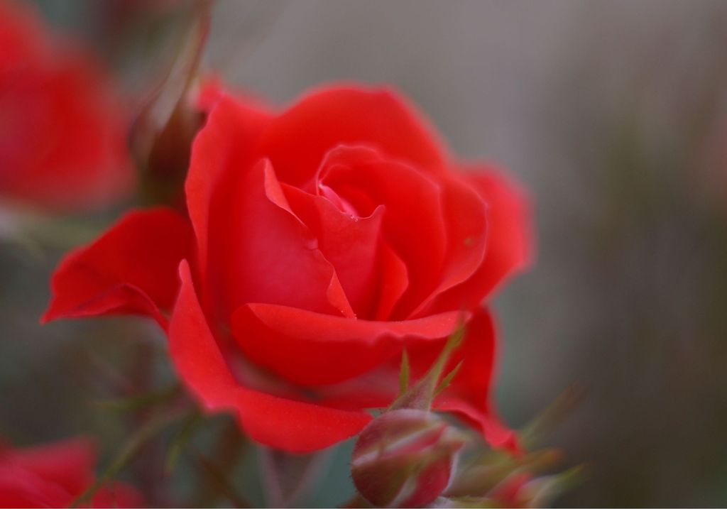 ミニ薔薇1