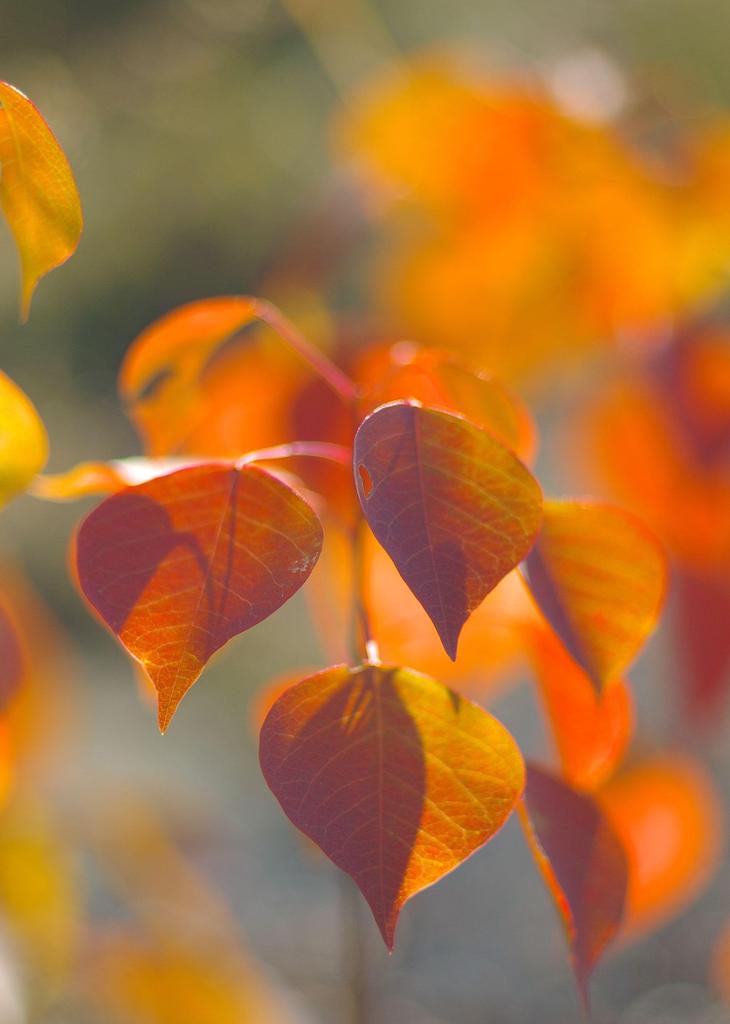 小さな紅葉