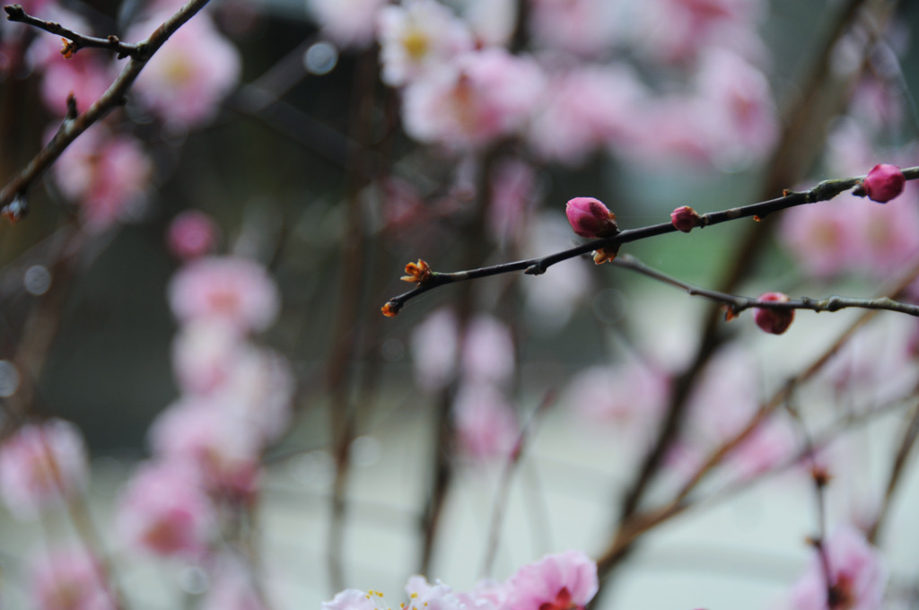 花と蕾。