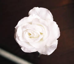  rose2