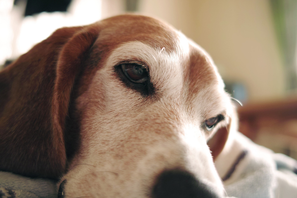 my dog