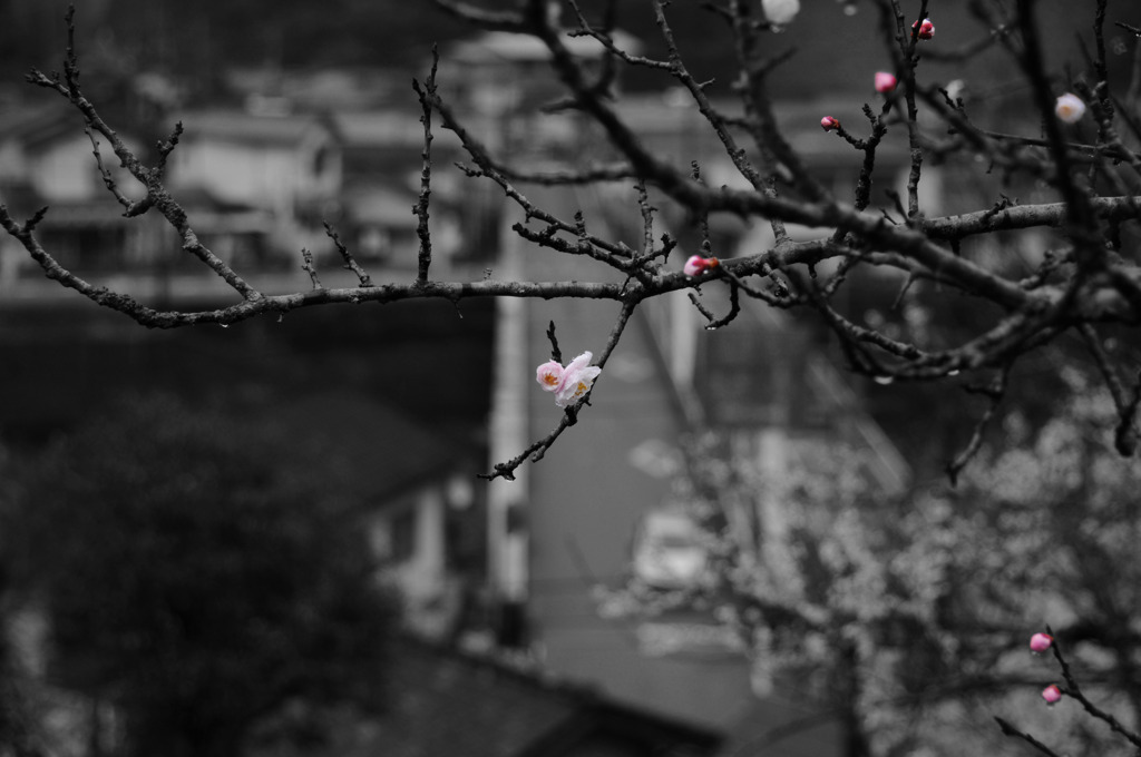 蕾。