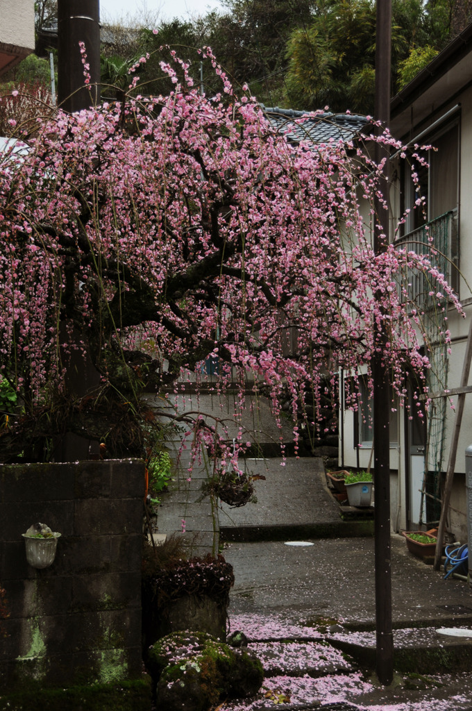 路地と梅。