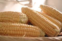 corn