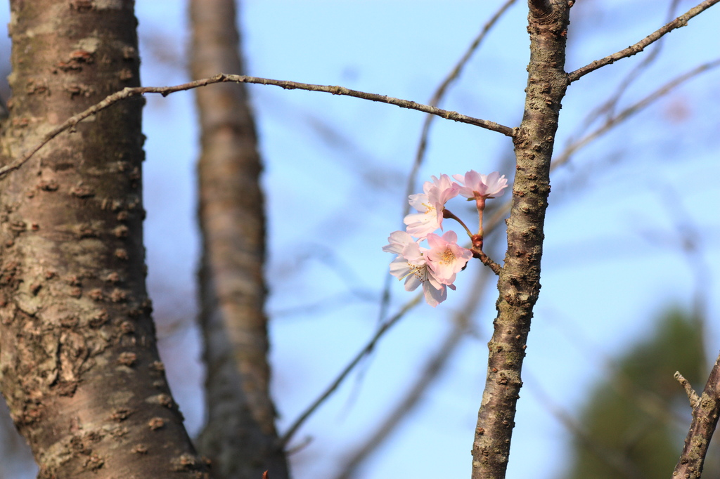 十月桜