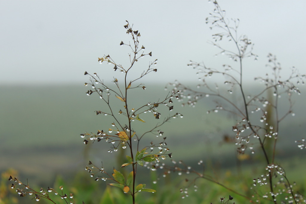 開陽台　雨