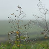 開陽台　雨