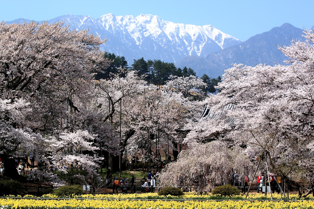 神代桜