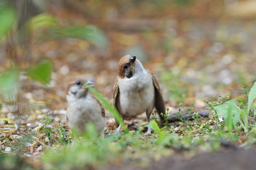 ペンギン