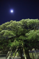 「　静月　」