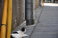 近所のねこ