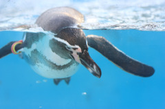 泳ぐペンギン