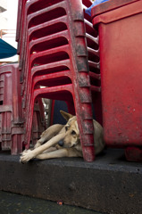 犬の砦