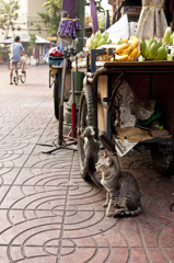 市場の親子猫