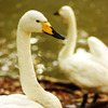 Swan