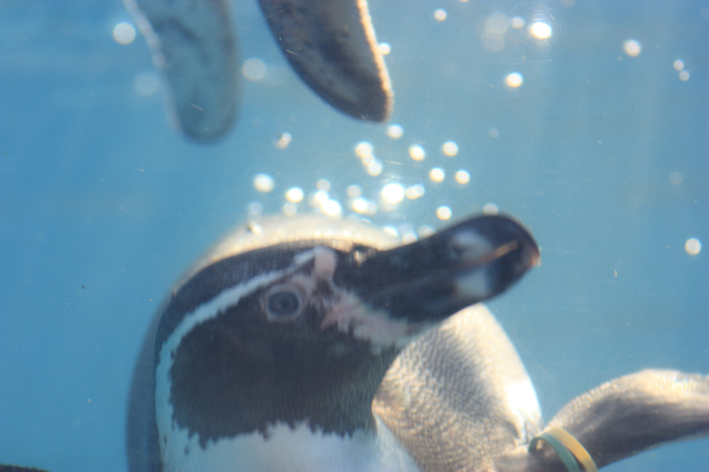 溺れるペンギン