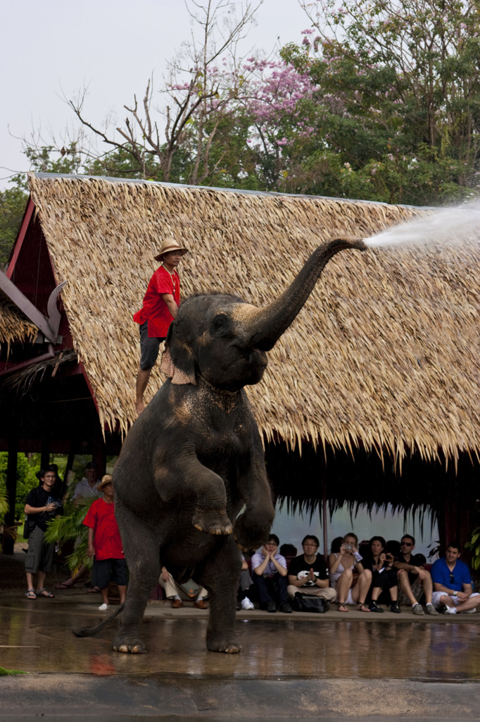 Elephant Shower