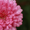 Spray
