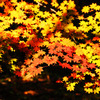 陽を浴びる紅葉