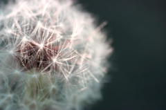 White Dandelion