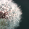 White Dandelion
