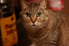 猫と酒