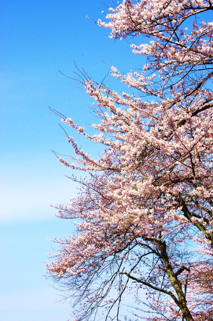 青空と桜