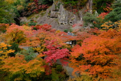 彩秋　（さいしゅう）