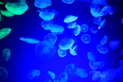 Free jellyfish