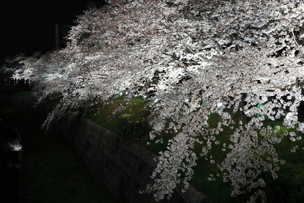 SAKURA-Fall