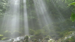 Curtain of light in the river mist