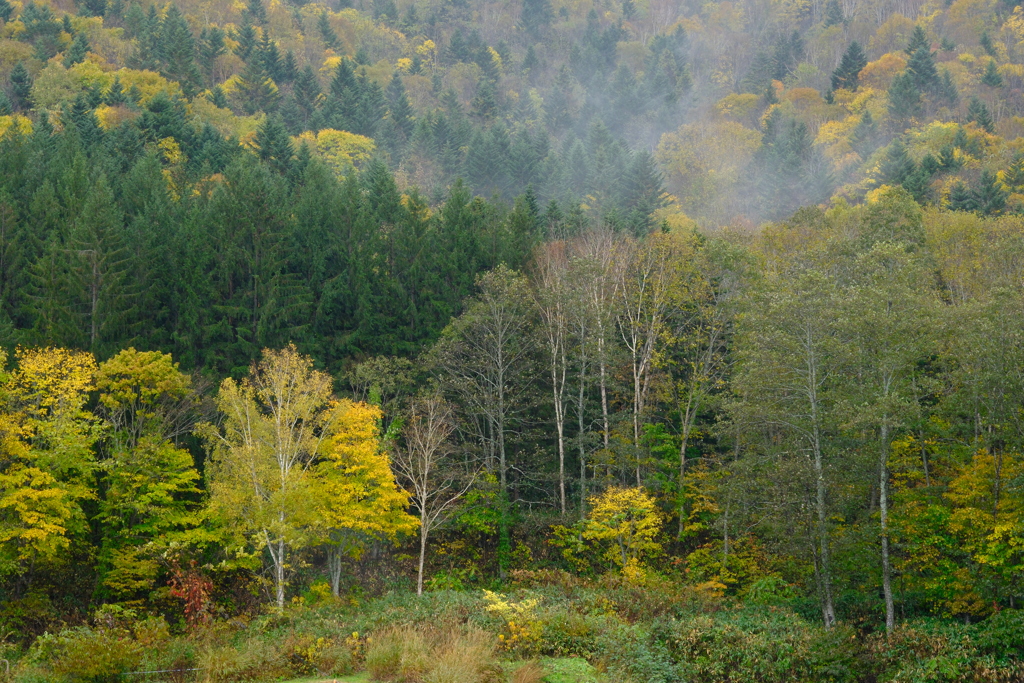autumn leaves in the rain