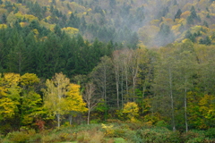 autumn leaves in the rain