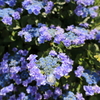 Hydrangea on a sunny day