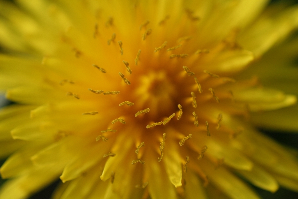 dandelion