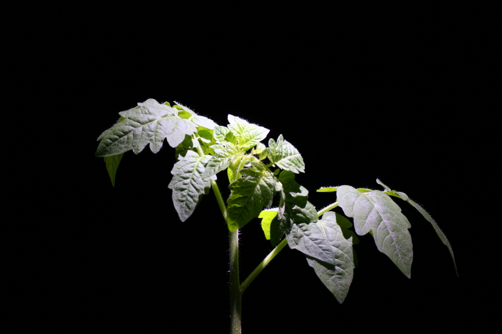 young leaf