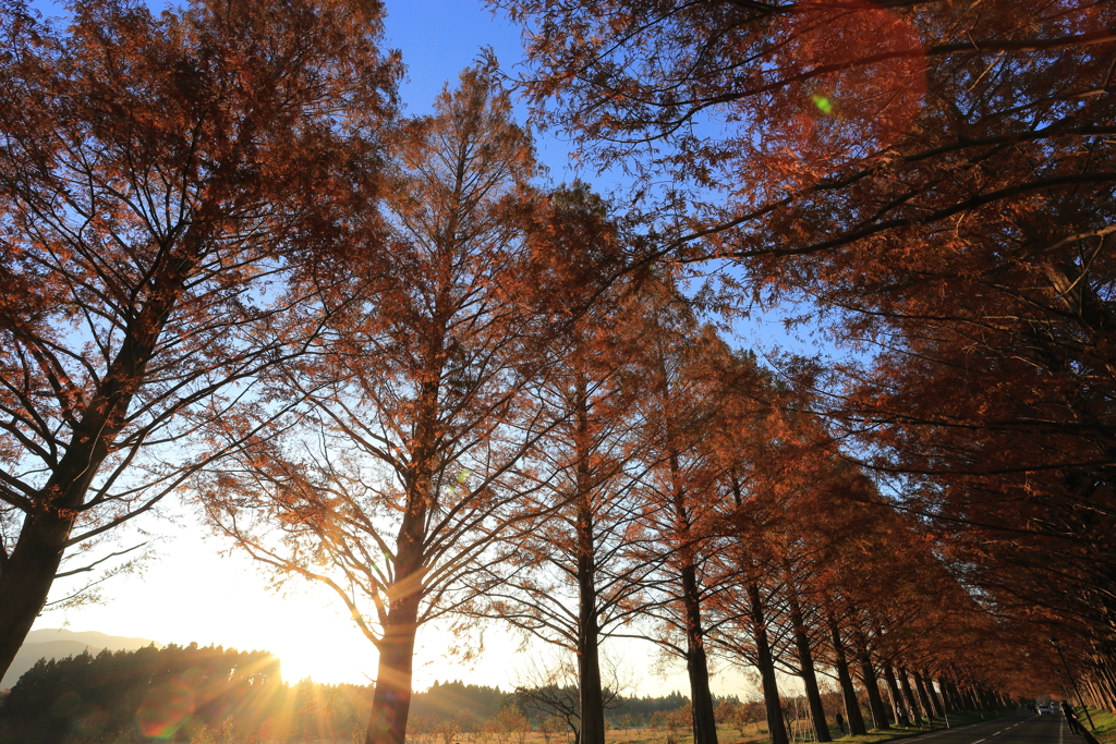 The autumn of Metasequoia tree-lined