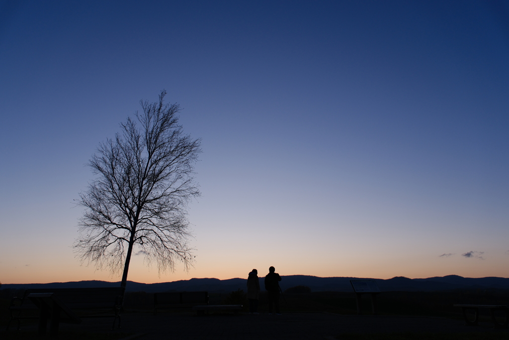 One tree, two people, and the sunset