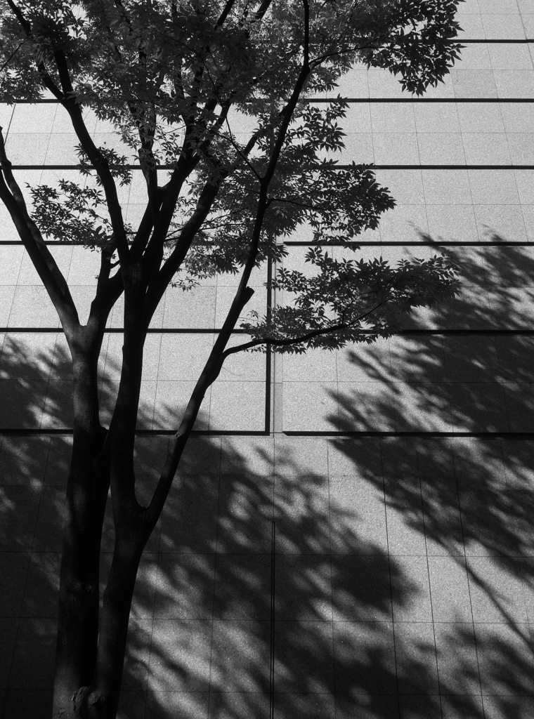 The shade of a tree on the wall