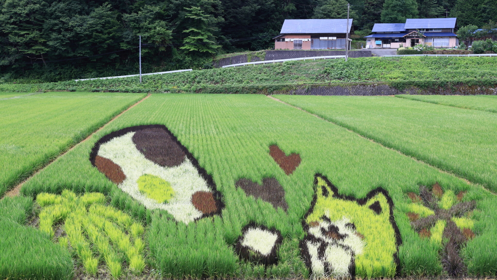 Art in the rice field