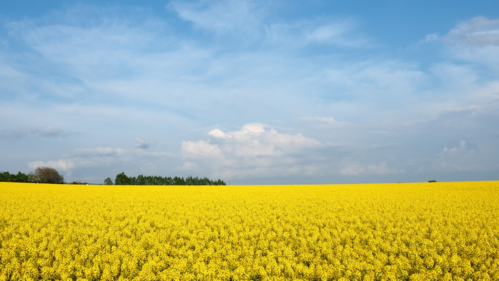 Happy Yellow